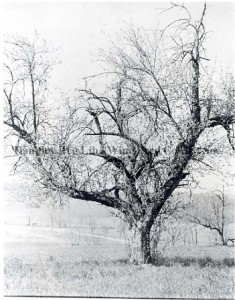 The Hessian Apple Tree, from the Stewart Bell Jr. Archives